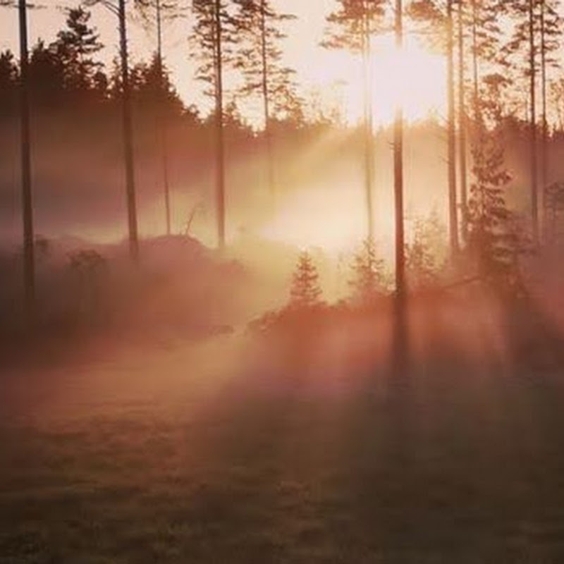 Live Free or Die Trying