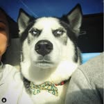 husky love