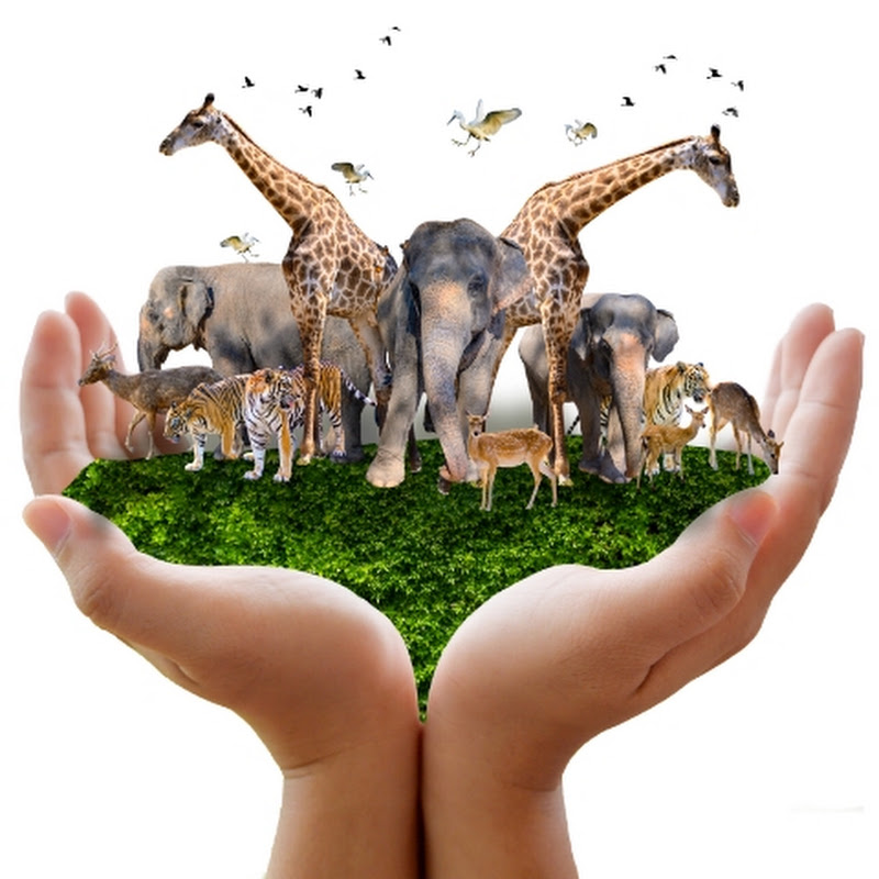 Cool Animals World Hindi