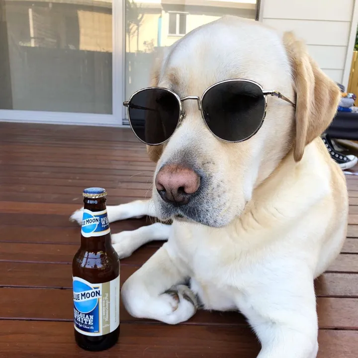 sydney.petsitter