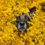 Alessia Monaco Pet photography Varese e Milano