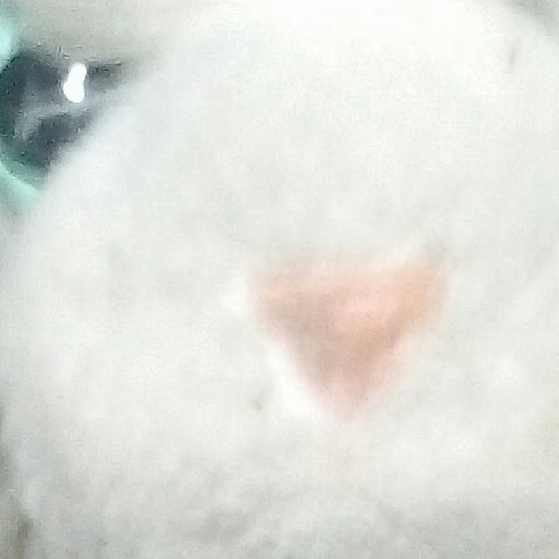 Cats_YT