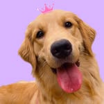 Amora, a Goldinha 🎀🐾