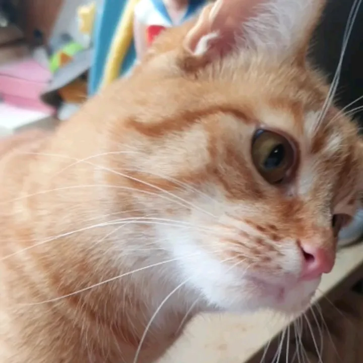 Princess ginger bong