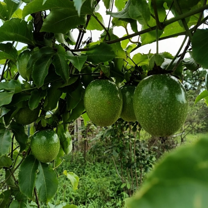 Finca Catalina