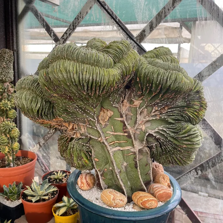 Eggy.cactus