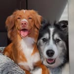 Aurora and Moose