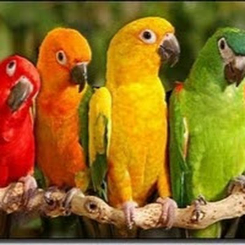 عالم الحيوان والطيور- The world of animals & birds