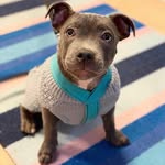 ⇨ Harry the staffordshire