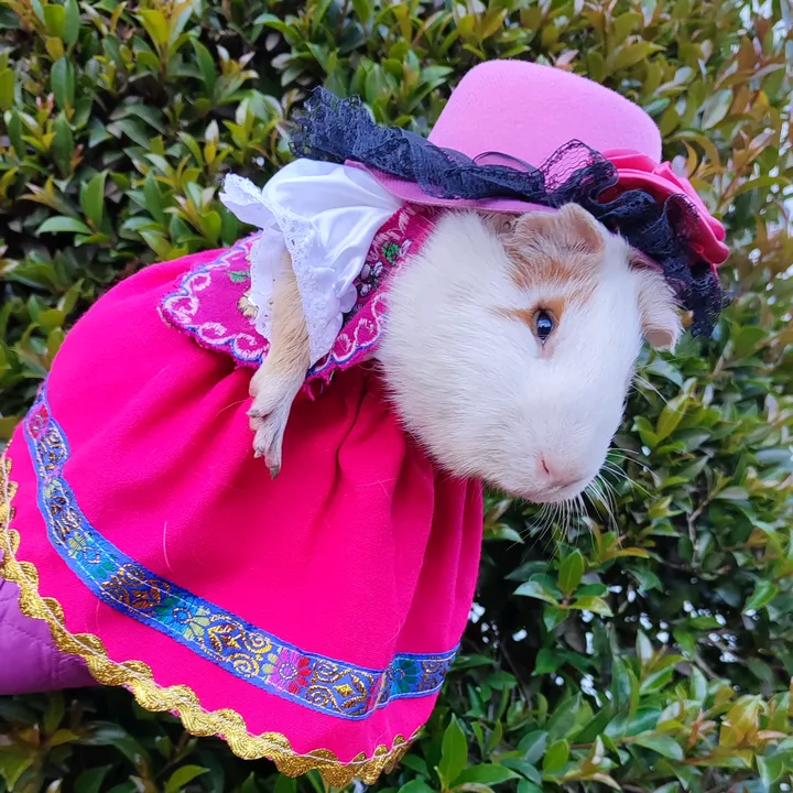 La cuy adivina
