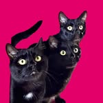 Ophelia, Morticia & Fester 🐈‍⬛💨