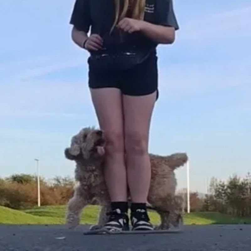 Wallace the doodle 