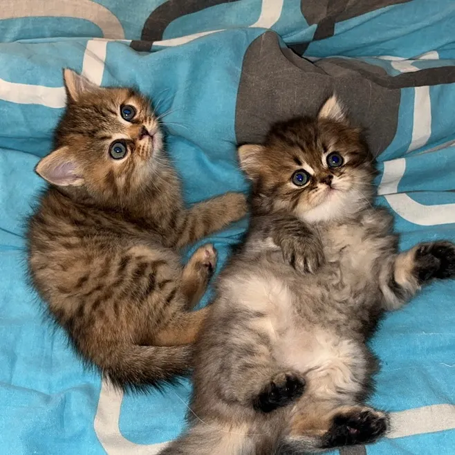 Cute cats