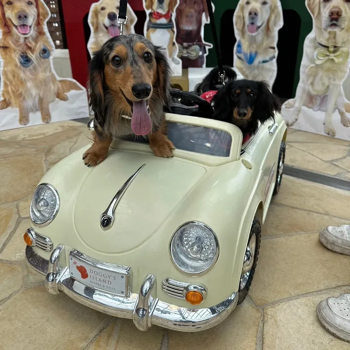 ビーandペコ🐶