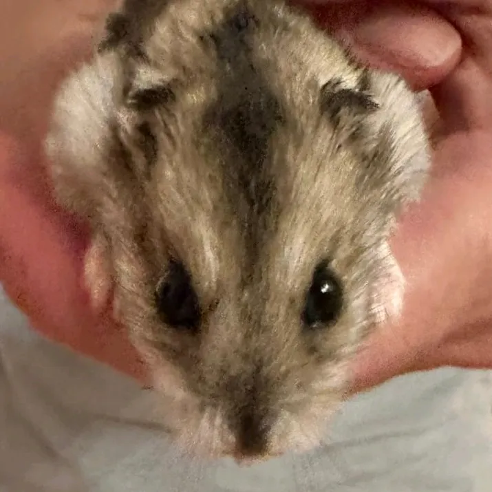 The.Hamster