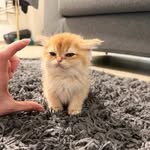 Garfield British Shorthair🧡
