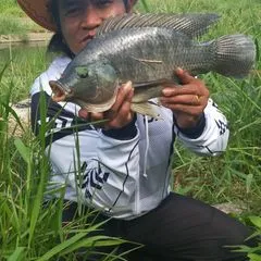 Tesasmancing