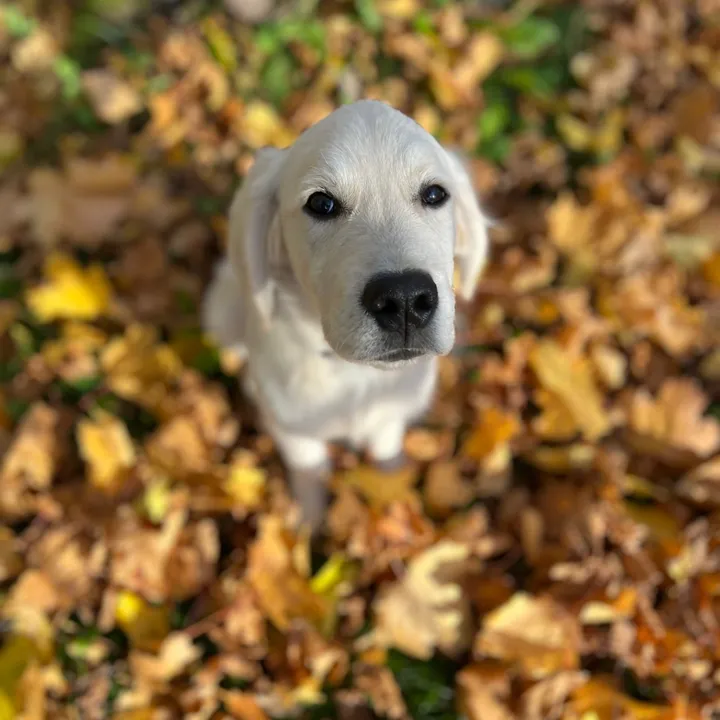 Goose The golden Retriever