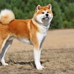 Akita Inu