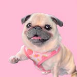 Loulou the Pug