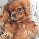 Cavalier King Charles Spaniel