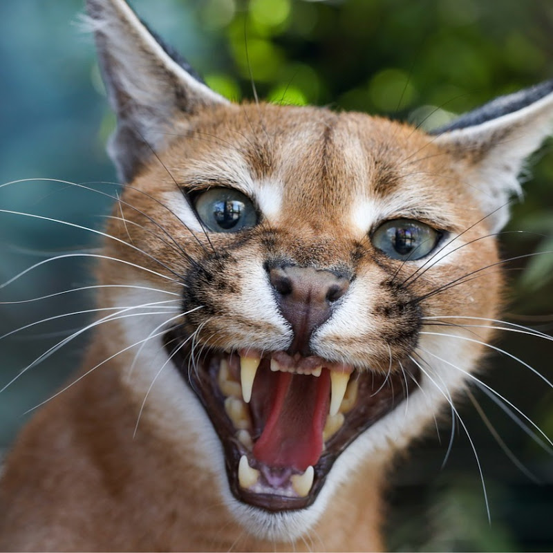 Animals Attacks and Facts