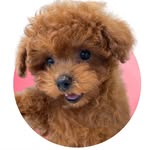 Lulu | The Teacup Poodle from Tokyo