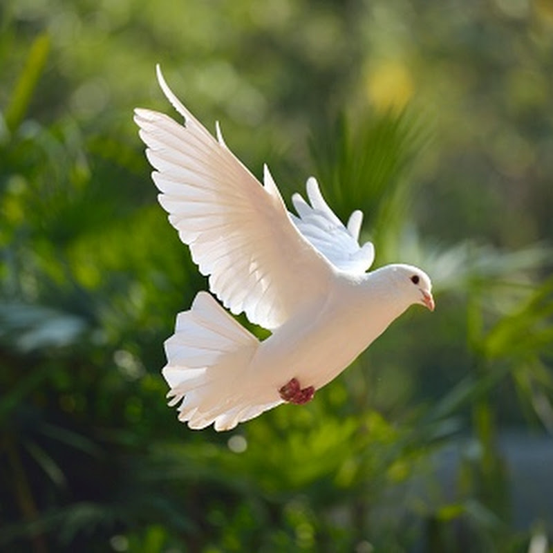 white pigeon yt