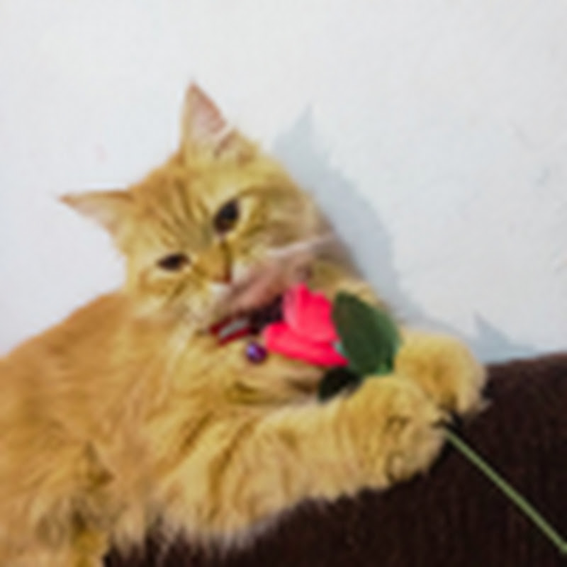 Cats Funny Videos