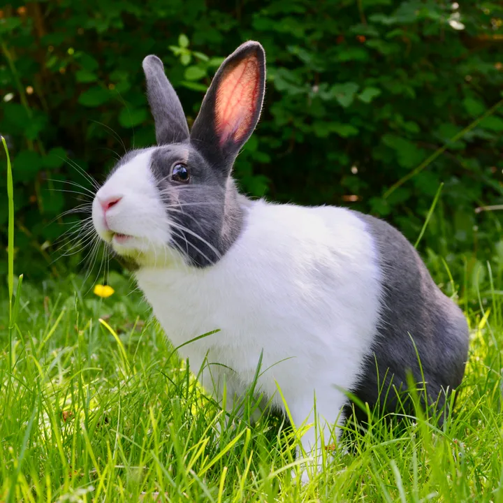 animals lover