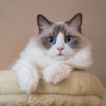 Kiki the Ragdoll Cat