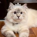 Princess Diana 👸🏼🐱