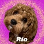 Rio Cavapoo | Cutest Head Tilter