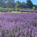 Red Hill Lavender farm