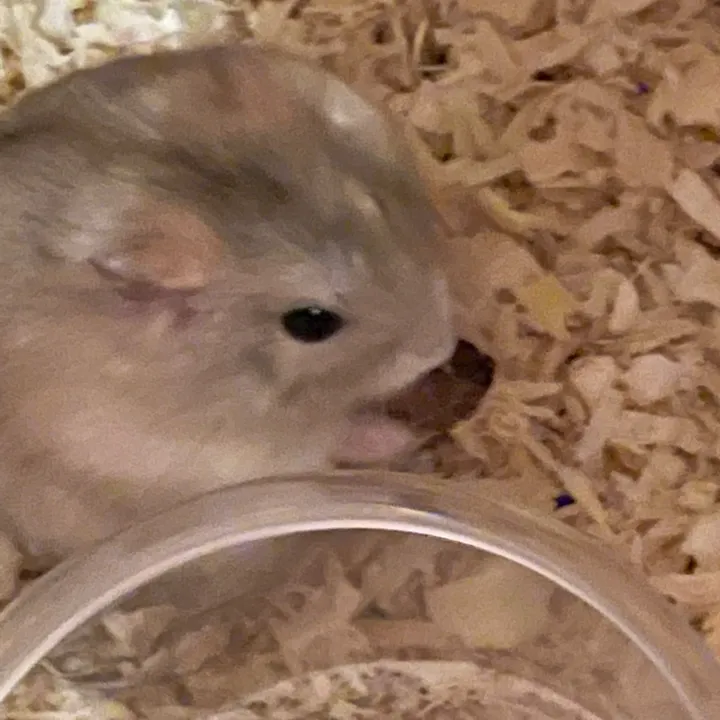 ハムグルメmtk