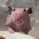 hair less hamster Rufus