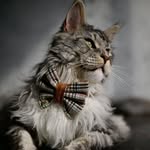 Elian | King of Floof | Adventure Kitty