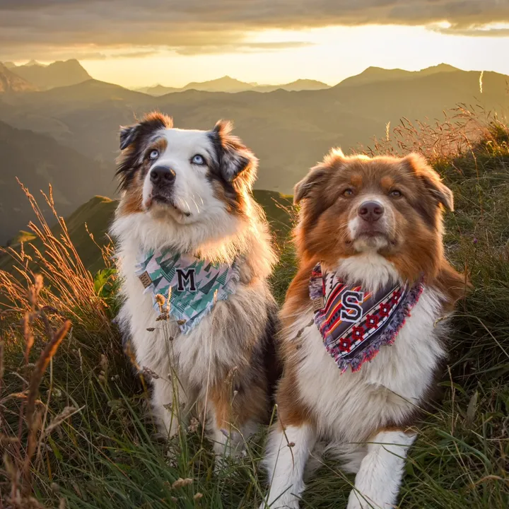 somewherewithpaws