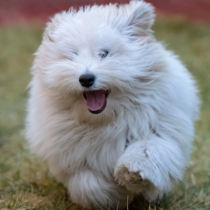 Fluffy_cotondetulear