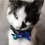 Kelly Foster Kittens 🐱 Greensboro, NC