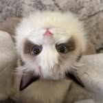 Jasper