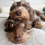 Willi and Rigatoni