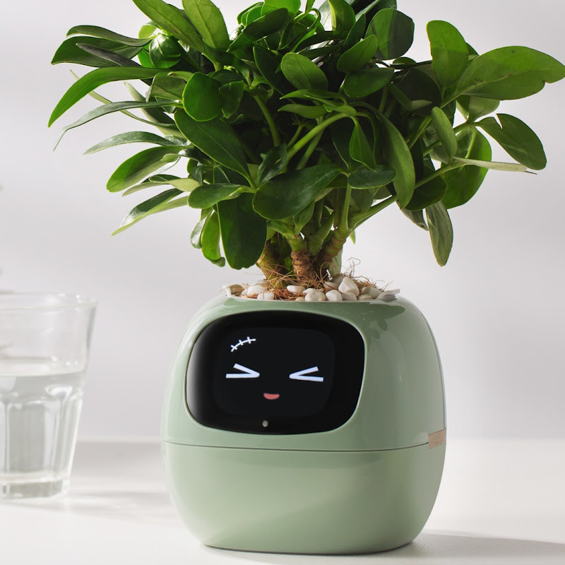 PlantsIO Ivy Official