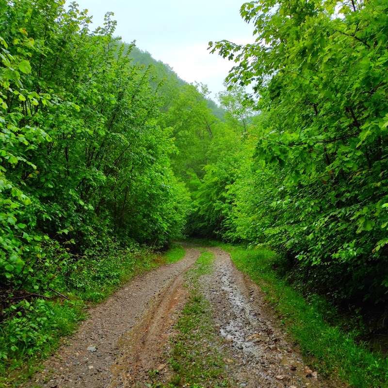 Soothing Nature Relaxation