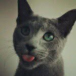 KobeCat