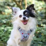 𝐍𝐢𝐧𝐚 🎀 chihuahua | rescued dog