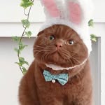 Gentlebear Massimo - BSH 英短貓