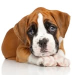 Boxer Lovers