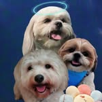 🇹 🇴 🇧 🇾 ❤️😇,🇨 🇴 y🇨 🇴 🐾❤️