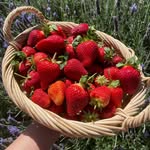 Kitchen Garden Diary